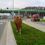 Koń pasący się w centrum Białegostoku. Nietypowa interwencja straży miejskiej