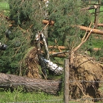 Huragan Ksawery zniszczył kilka lasów