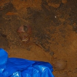 Ludzkie szczątki znalezione w lesie. Prokuratura bada sprawę
