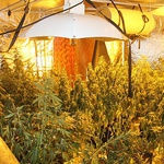 Os. Wygoda. Gigantyczna plantacja marihuany w domu 32-latki