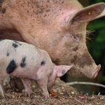 ASF. Część podlaskich rolników rezygnuje z hodowli świń