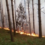 Groźne pożary w lasach. Czy będą wprowadzone zakazy wstępu?