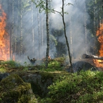 Duży pożar lasu. W akcji gaszenia użyto samolotu