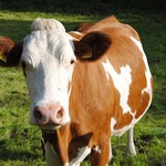 29 mln euro dla producentów mleka i wieprzowiny