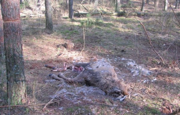 Nielegalnie polowali na zwierzęta. Kłusownicy zatrzymani