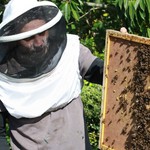 Radny chce pozwolić na hodowlę pszczół. W Warszawie ul stoi nawet na Pałacu Kultury