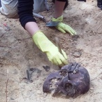 Znaleziono szczątki mężczyzny w mundurze. To może być ofiara obławy augustowskiej
