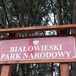 Puszcza Białowieska zostanie skreślona z listy UNESCO? Eksperci odwiedzą Polskę