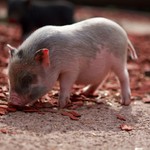 Afrykański pomór świń w dużym gospodarstwie na Podlasiu. Strefa zagrożenia powiększona