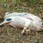 Afrykański pomór świń dotarł w okolice Moniek