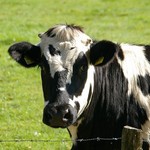 Unijne wsparcie dla producentów mleka redukujących dostawy
