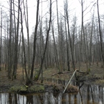 Kornik zagraża Puszczy Białowieskiej? Będzie wycinka drzew