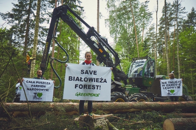 Kolejna blokada wycinki w Puszczy Białowieskiej