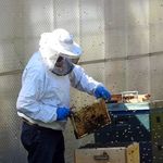 W Podlaskiem coraz bardziej cenimy pszczoły
