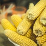 Podlaski Dzień Kukurydzy. Będą degustacje i pokazy odmian
