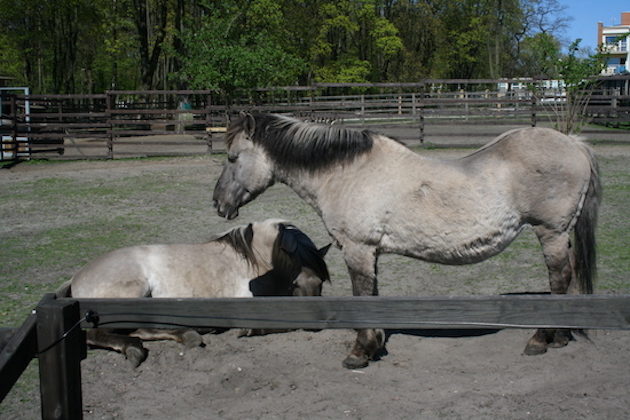 Akcent Zoo. Piękna pogoda przyciągnęła białostoczan [ZDJĘCIA]