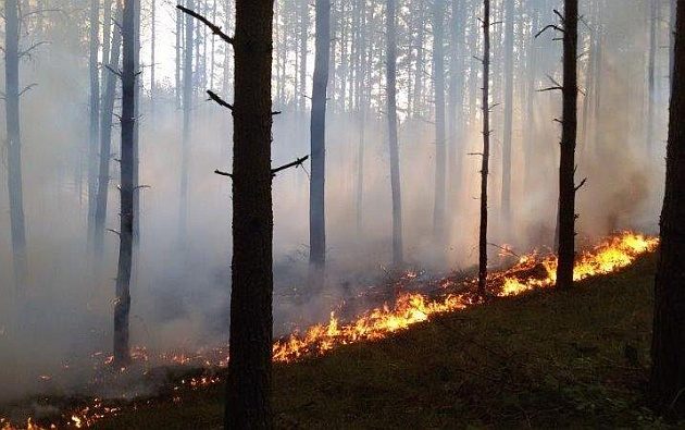 Najwyższy stopień zagrożenia pożarowego w lasach. Także w województwie podlaskim