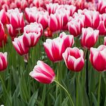 Tulipan – król kwiatów cebulowych. Jak je sadzić i o nie dbać?