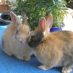 Targi ogrodnicze: będą rasowe króliki, produkty regionalne i konkursy