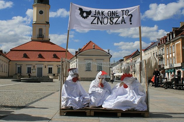 "Nie" dla hodowli klatkowej zwierząt - specjalna akcja w Białymstoku