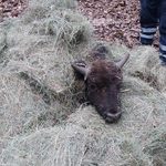 Żubr przygnieciony drzewem. Leśnicy prowadzą akcję w Puszczy Białowieskiej