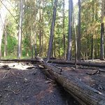 Zagrożenie pożarowe w Puszczy Białowieskiej wzrasta