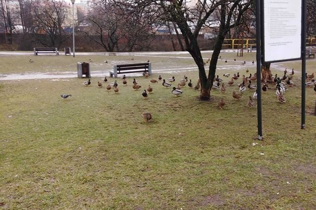 Pogoda na poniedziałek. Chłodno i pochmurnie