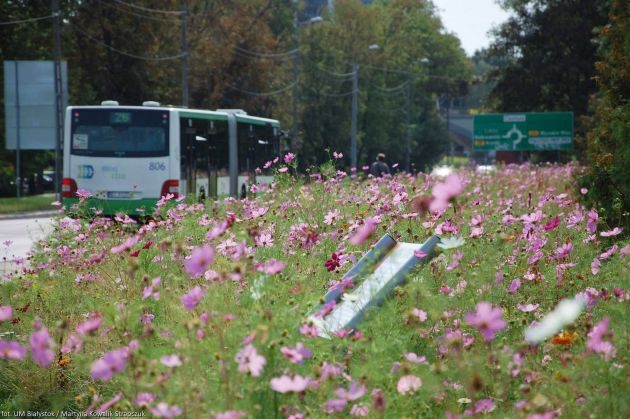 Łąki kwietne. Dzięki nim Białystok miał promocję wartą 1,3 mln zł