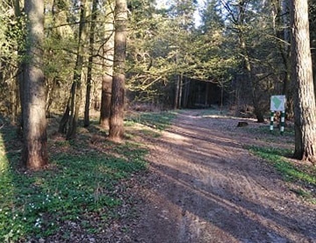 Lasy znów otwarte, ale na jak długo? Mamy wysoki poziom zagrożenia pożarowego