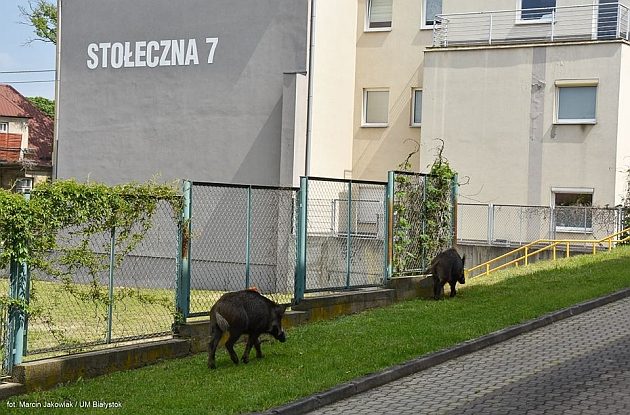 Dwa dziki w centrum Białegostoku. Zaszły na teren szkoły