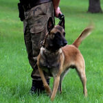 Światowy Dzień Psa – jak wygląda praca czworonogów w Straży Granicznej na Podlasiu