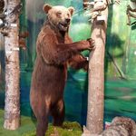 Niedźwiedzica Jola ponownie stanie się atrakcją. Dołączyła do wypchanych zwierząt UCP