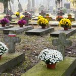 Setki chryzantem ustawiono na cmentarzu wojskowym [ZDJĘCIA]