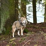 Niebezpieczny wilk w Podlaskiem. Atakuje zwierzęta domowe, pierwszy raz od 50 lat