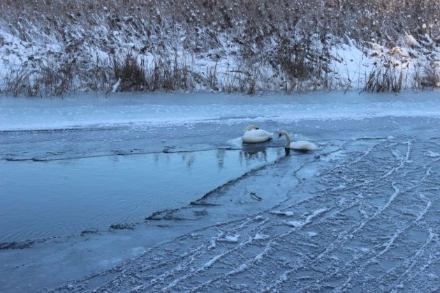 Łabędź utknął na zamarzniętej rzece