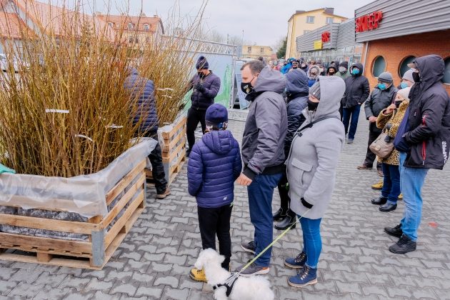 Bezpłatne sadzonki. Mieszkańcy chętnie je odbierali [ZDJĘCIA]