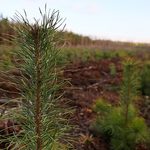 Rusza akcja #sadziMY - Lasy Państwowe będą rozdawać drzewka