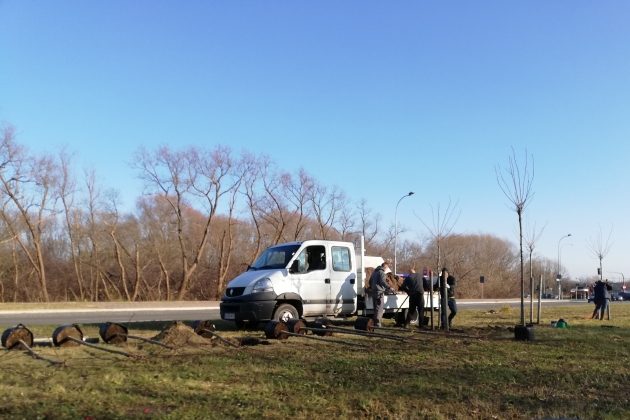 "Wykopki na całego". Drzewa nie poradziły sobie wzdłuż ul. Popiełuszki