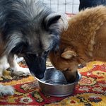 Trwa pomoc ukraińskim zwierzakom. Zorganizowano zbiórkę