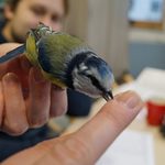 999 - tyle ptaków zaobrączkowano. Jakie gatunki najczęściej wpadały do sieci?