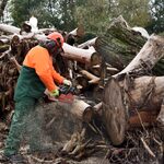 Choroszcz bezpłatnie ofiaruje drewno