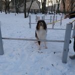 Psi park przy al. Jana Pawła II nie powstanie w tym roku