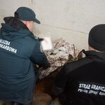 Udaremniono ogromny przemyt narkotyków wartych 3,7 mln zł
