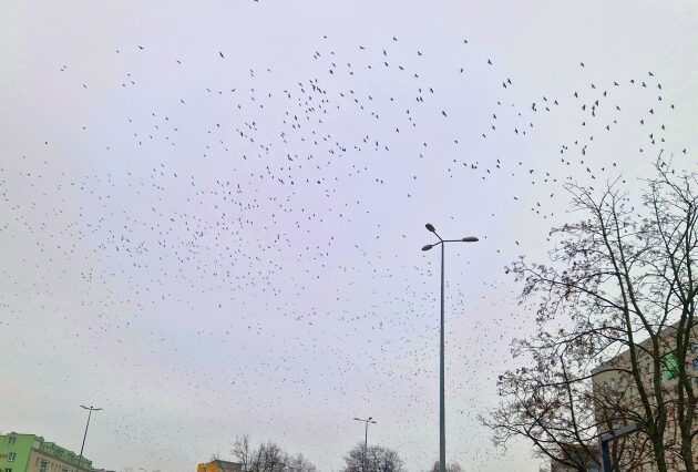 Coraz zimniej. W nocy będzie przymrozek do -5°C