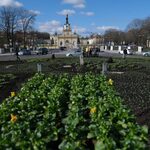 Tysiące bratków pojawi się w Białymstoku. Rozpoczęto nasadzenia wiosennych kwiatów