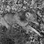 Nieopodal Puszczy Białowieskiej zastrzelono 2 wilki
