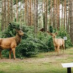 Makiety zwierząt, budki lęgowe, plac zabaw, leśne puzzle, labirynt - sprawdź leśną ścieżkę