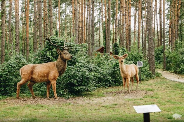 Makiety zwierząt, budki lęgowe, plac zabaw, leśne puzzle, labirynt - sprawdź leśną ścieżkę