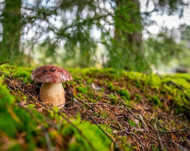 W podlaskich lasach pojawiają się grzyby. Jak i gdzie szukać, aby wrócić z pełnym koszem?