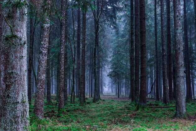 Nawiedzony las blisko Białegostoku? Świadkowie czują niepokój, kołatanie serca i duszności